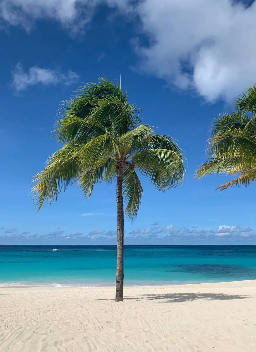 Shoal Bay East, palm tree, best beaches in Anguilla