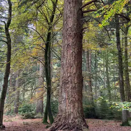 The New Forest near Chewton Glen Hotel & Spa