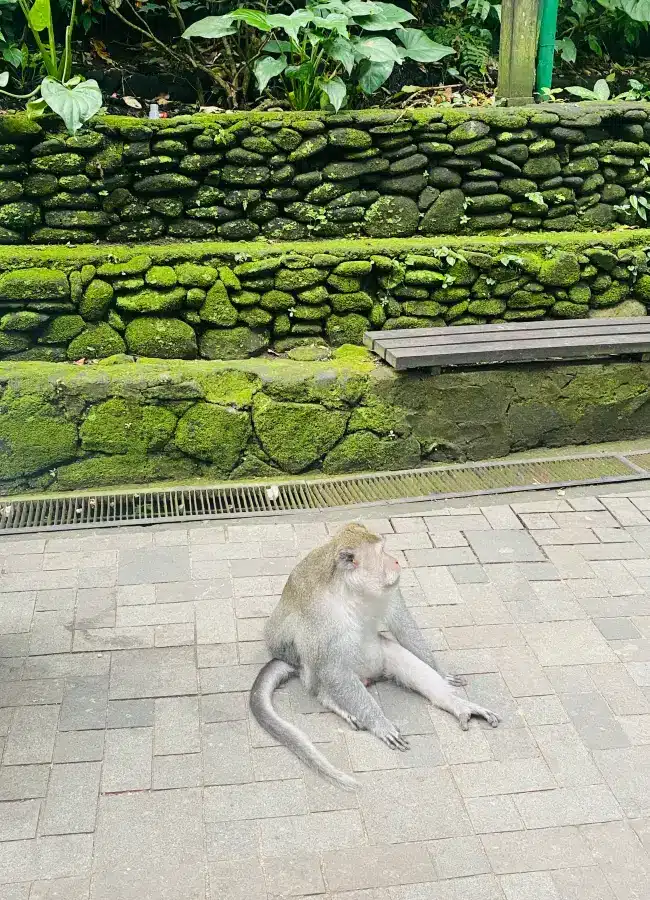 Unique hotels and things to do in Ubud and Canggu Bali