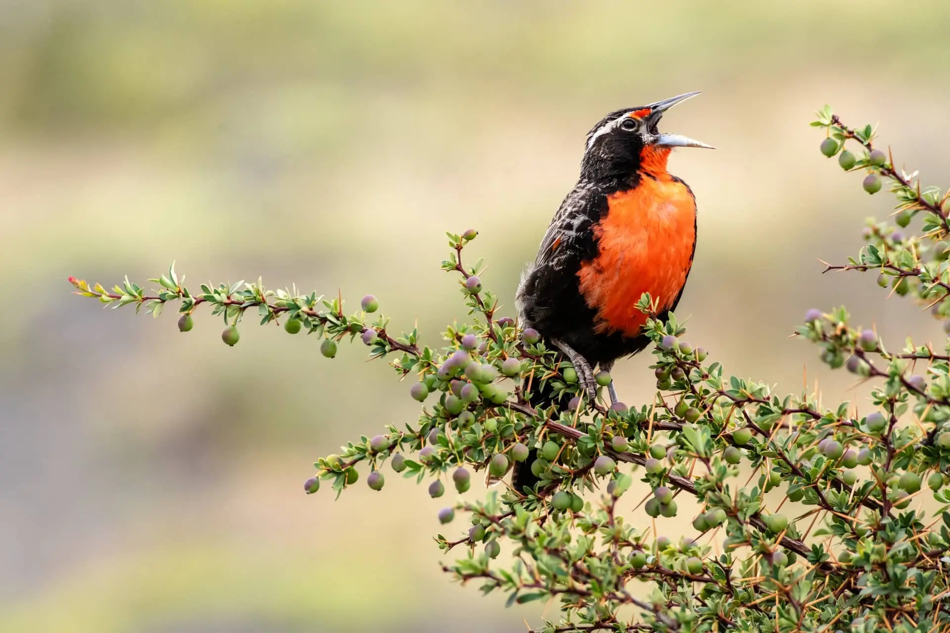 Black-and-orange bird singing while perched on a thorny flowering shrub