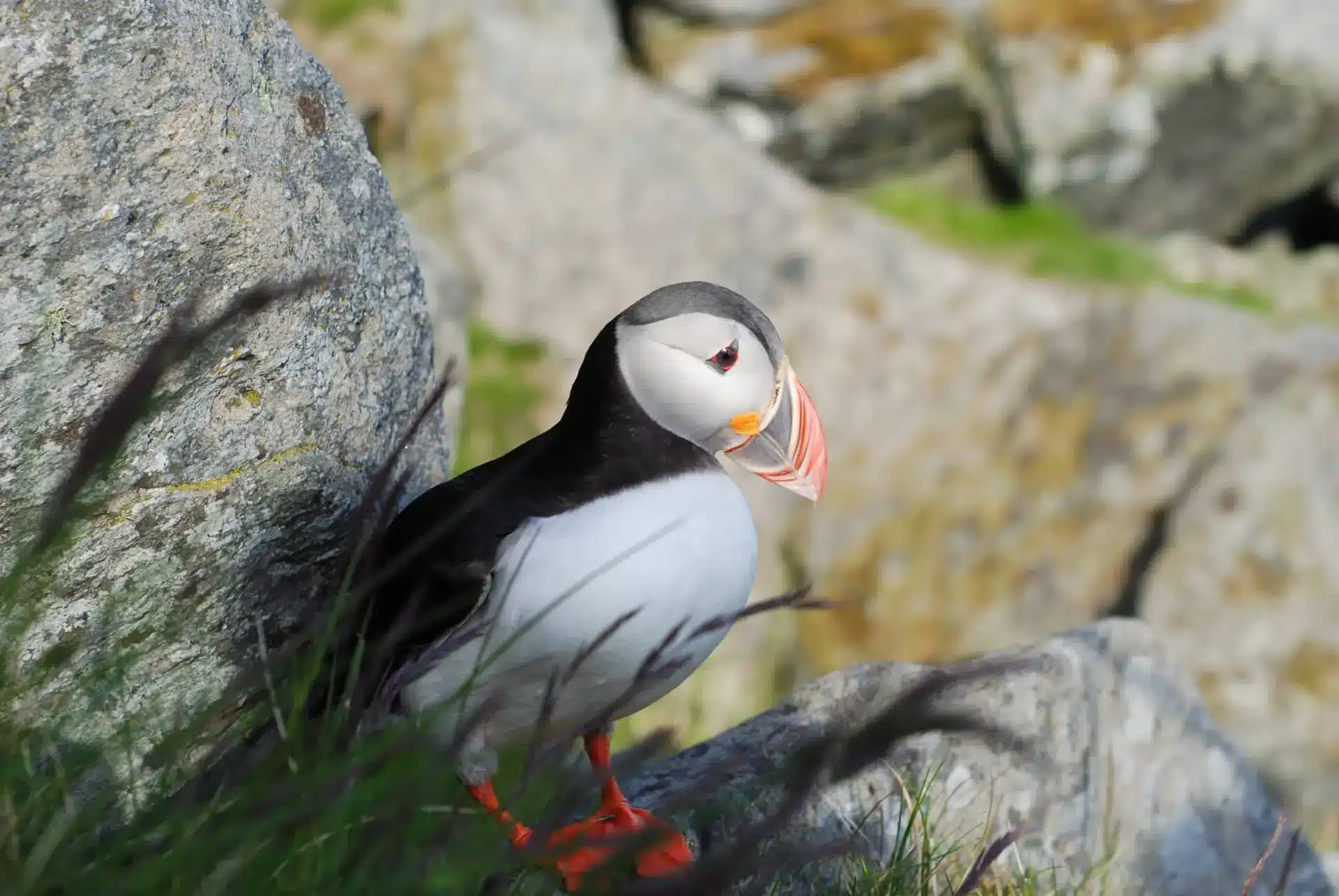 Puffin perched among rocky coastal cliffs with bright orange feet and colorful beak