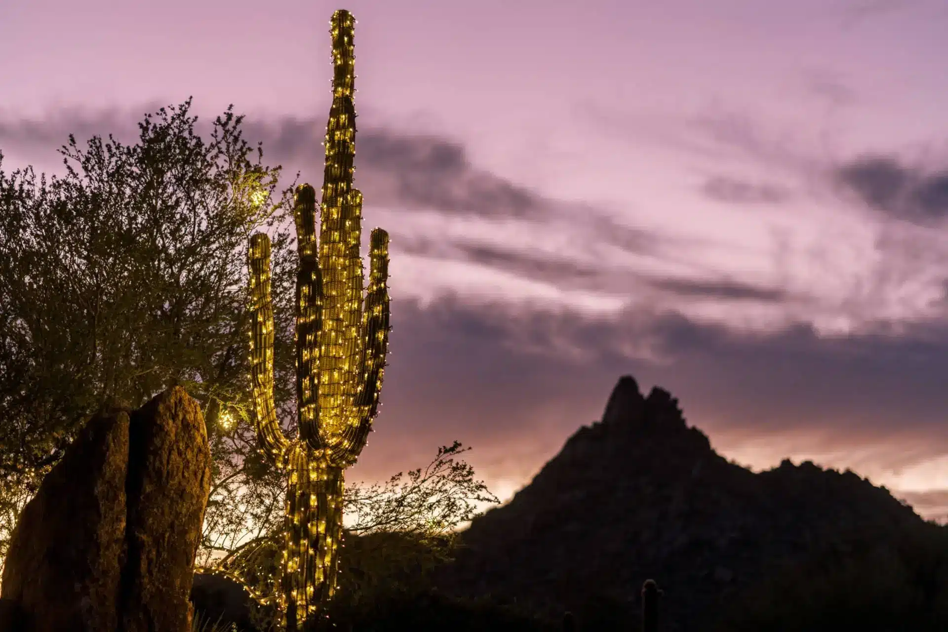 A tall cactus and desert plants silhouetted against a pink sunset, with Pinnacle Peak in the distance.