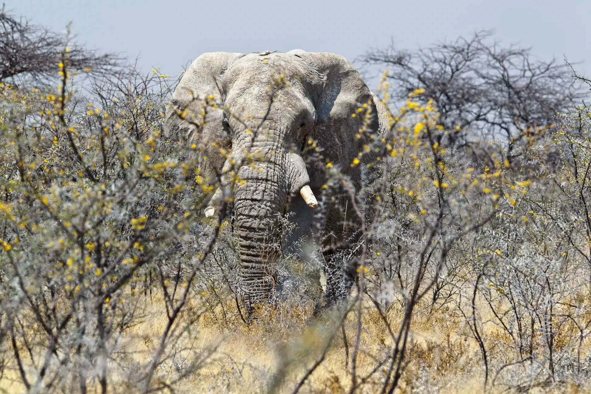 A large elephant stands behind sparse trees in a dry savanna landscape.