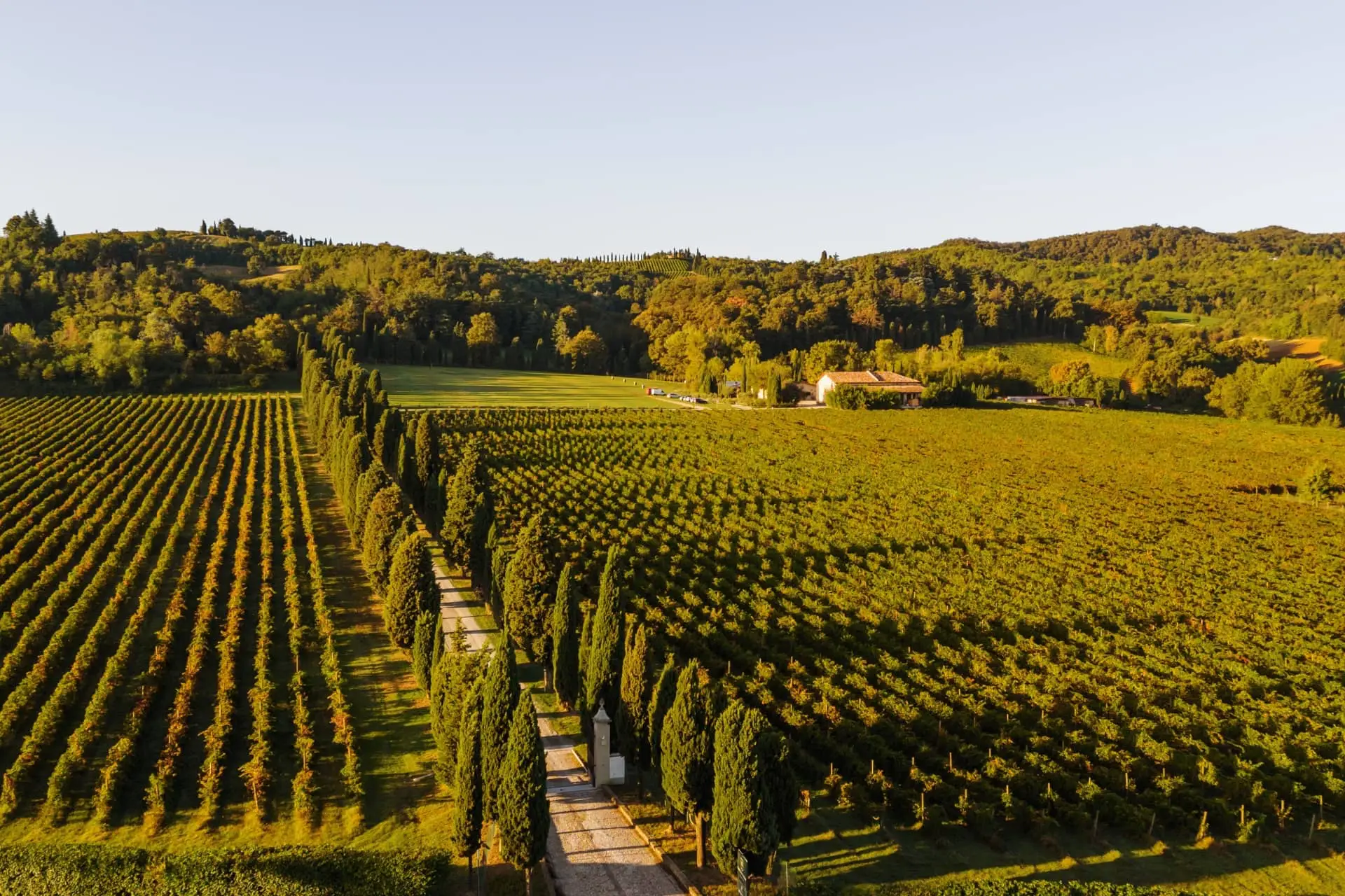 Rows of grapevines stretch across the estate toward a tree-lined hillside.
